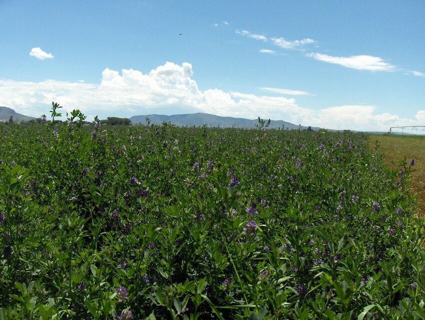 photo of alfalfa field
