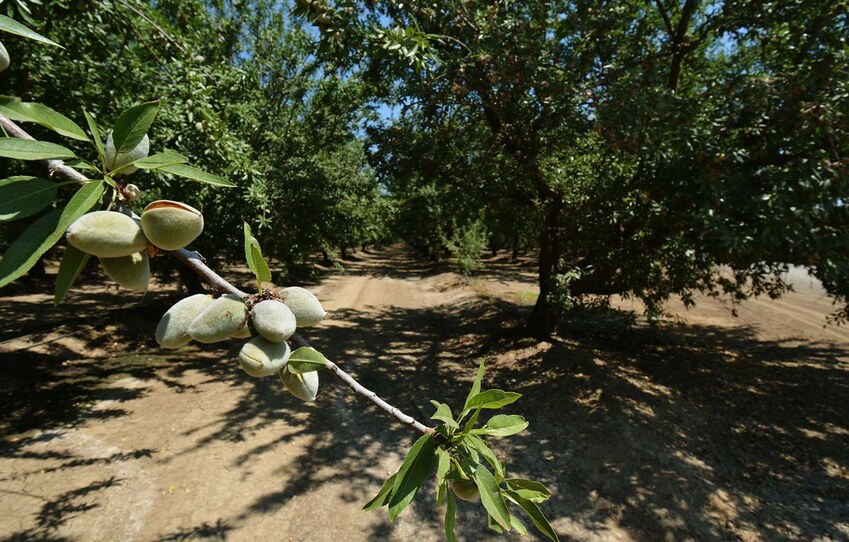photo of almonds on tree